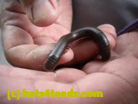 /home//u458753944/public_html/sourcegallery//Insects and small critters/millipedes and centipedes/DSCN1187.JPG